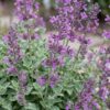 Nepeta rac. Grog - Kattenkruid - Bijen- en vlinderlokkers - Blauw - 12 Planten