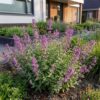 Nepeta rac. Grog - Kattenkruid - Bijen- en vlinderlokkers - Blauw - 12 Planten
