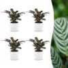 Ctenanthe Burle Marxii - Visgraatplant - 4 Planten - met Potter Wit