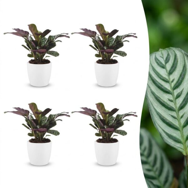 thumbnail_6000-80.jpg Ctenanthe Burle Marxii - Visgraatplant - 4 Planten - met Potter Wit