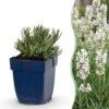 Lavandula ang. Edelweiss - Lavendel - Geurend - Wit - 12 Planten