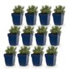 Lavandula ang. Edelweiss - Lavendel - Geurend - Wit - 12 Planten