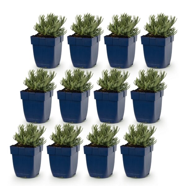 thumbnail_6000-807.jpg Lavandula ang. Edelweiss - Lavendel - Geurend - Wit - 12 Planten