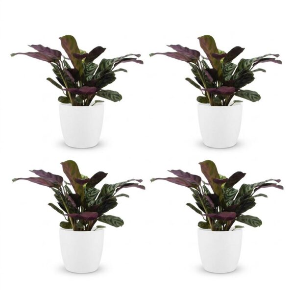 thumbnail_6000-81.jpg Ctenanthe Burle Marxii - Visgraatplant - 4 Planten - met Potter Wit