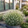 Lavandula ang. Edelweiss - Lavendel - Geurend - Wit - 12 Planten