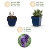 Lavandula ang. Munstead - Lavendel - Geurend - Paars - 12 Planten