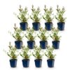 Gaura lindh. Whirling Butterflies - Prachtkaars - Bijen- en vlinderlokkers - Wit - 12 Planten