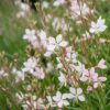 Gaura lindh. Whirling Butterflies - Prachtkaars - Bijen- en vlinderlokkers - Wit - 12 Planten