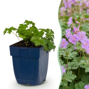 Geranium macr. Czakor - Ooievaarsbek - Bodembedekkend - Paars-Roze - 12 Planten