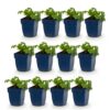 Geranium macr. Czakor - Ooievaarsbek - Bodembedekkend - Paars-Roze - 12 Planten
