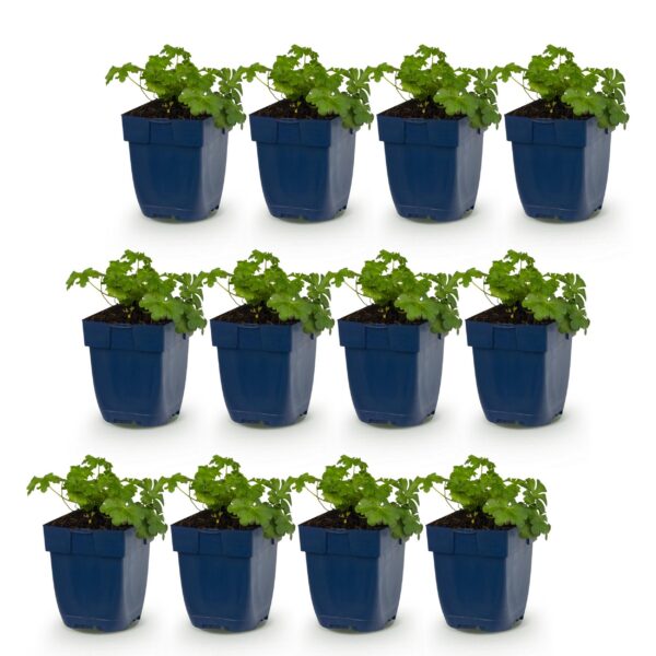 thumbnail_6000-843.jpg Geranium macr. Czakor - Ooievaarsbek - Bodembedekkend - Paars-Roze - 12 Planten