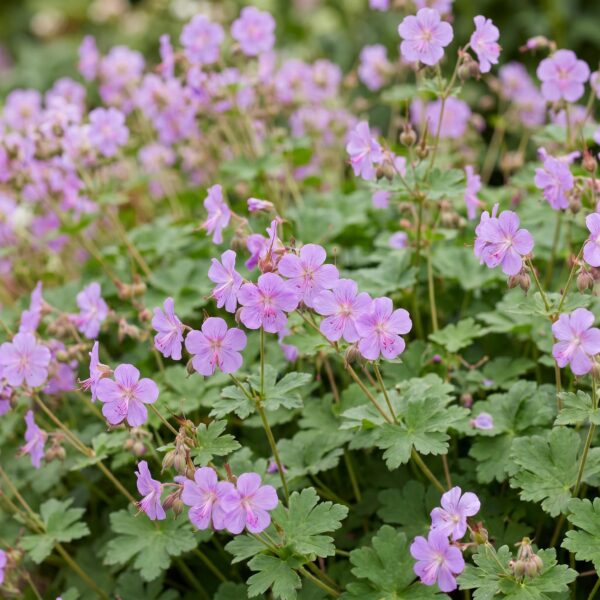 thumbnail_6000-846.jpg Geranium macr. Czakor - Ooievaarsbek - Bodembedekkend - Paars-Roze - 12 Planten