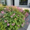 Geranium macr. Czakor - Ooievaarsbek - Bodembedekkend - Paars-Roze - 12 Planten