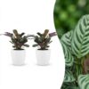 Ctenanthe Burle Marxii - Visgraatplant - 2 Planten - met Potter Wit