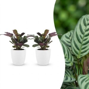 thumbnail_6000-85.jpg Ctenanthe Burle Marxii - Visgraatplant - 2 Planten - met Potter Wit