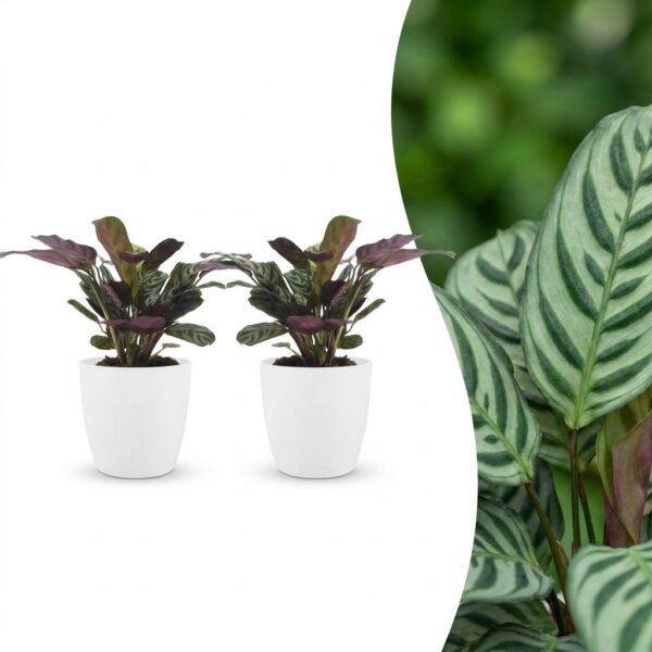 thumbnail_6000-85.jpg Ctenanthe Burle Marxii - Visgraatplant - 2 Planten - met Potter Wit