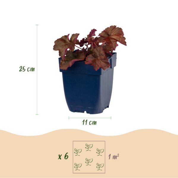 Heuchera micr. Palace Purple - Purperklokje - Schaduw - Paars - 12 Planten