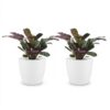 Ctenanthe Burle Marxii - Visgraatplant - 2 Planten - met Potter Wit