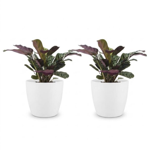 thumbnail_6000-86.jpg Ctenanthe Burle Marxii - Visgraatplant - 2 Planten - met Potter Wit