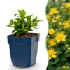 Hypericum calycinum - Sint-Janskruid - Bijen- en vlinderlokkers - Geel - 12 Planten