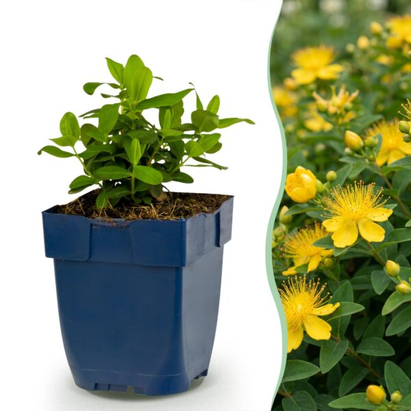 Hypericum calycinum - Sint-Janskruid - Bijen- en vlinderlokkers - Geel - 12 Planten