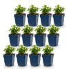 Hypericum calycinum - Sint-Janskruid - Bijen- en vlinderlokkers - Geel - 12 Planten
