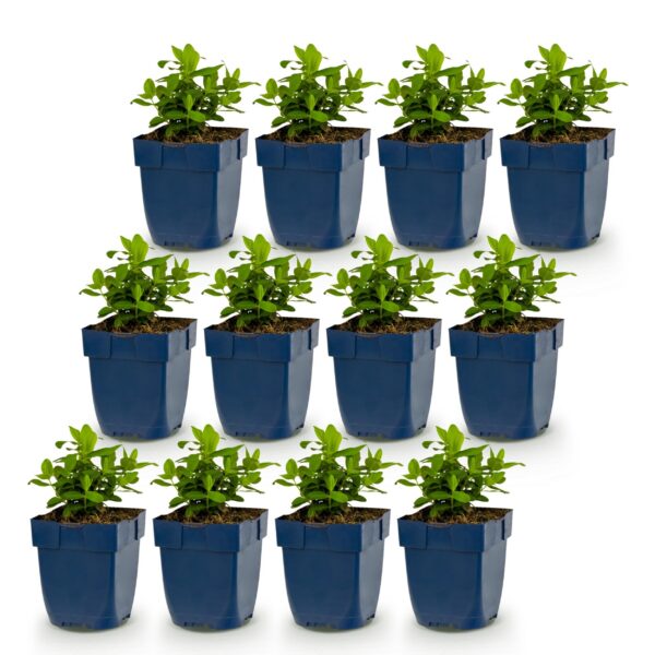 Hypericum calycinum - Sint-Janskruid - Bijen- en vlinderlokkers - Geel - 12 Planten