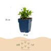 Hypericum calycinum - Sint-Janskruid - Bijen- en vlinderlokkers - Geel - 12 Planten