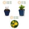 Hypericum calycinum - Sint-Janskruid - Bijen- en vlinderlokkers - Geel - 12 Planten