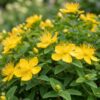 Hypericum calycinum - Sint-Janskruid - Bijen- en vlinderlokkers - Geel - 12 Planten
