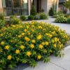 Hypericum calycinum - Sint-Janskruid - Bijen- en vlinderlokkers - Geel - 12 Planten