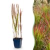 Imperata cylindrica Red Baron - Japans bloedgras - Rode uitlopers - Rood - 12 Planten