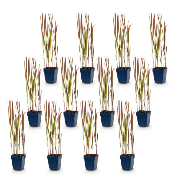 Imperata cylindrica Red Baron - Japans bloedgras - Rode uitlopers - Rood - 12 Planten