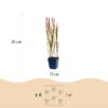 Imperata cylindrica Red Baron - Japans bloedgras - Rode uitlopers - Rood - 12 Planten
