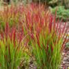 Imperata cylindrica Red Baron - Japans bloedgras - Rode uitlopers - Rood - 12 Planten