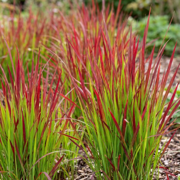 Imperata cylindrica Red Baron - Japans bloedgras - Rode uitlopers - Rood - 12 Planten