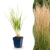 Calamagrostis Karl Foerster - Struisriet - Met Pluim - Groen - 12 Planten