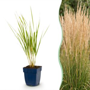 Calamagrostis Karl Foerster - Struisriet - Met Pluim - Groen - 12 Planten