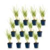 Calamagrostis Karl Foerster - Struisriet - Met Pluim - Groen - 12 Planten