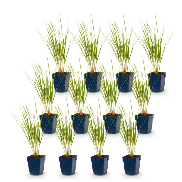 thumbnail_6000-891.jpg Calamagrostis Karl Foerster - Struisriet - Met Pluim - Groen - 12 Planten
