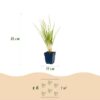 Calamagrostis Karl Foerster - Struisriet - Met Pluim - Groen - 12 Planten
