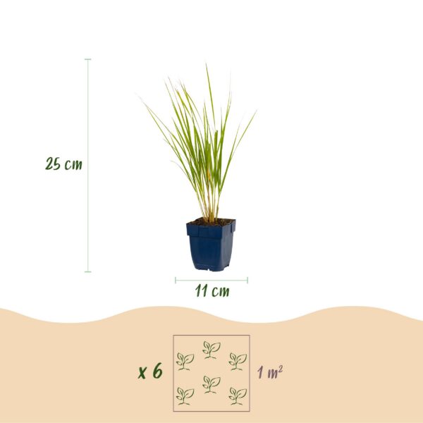 thumbnail_6000-892.jpg Calamagrostis Karl Foerster - Struisriet - Met Pluim - Groen - 12 Planten