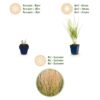 Calamagrostis Karl Foerster - Struisriet - Met Pluim - Groen - 12 Planten