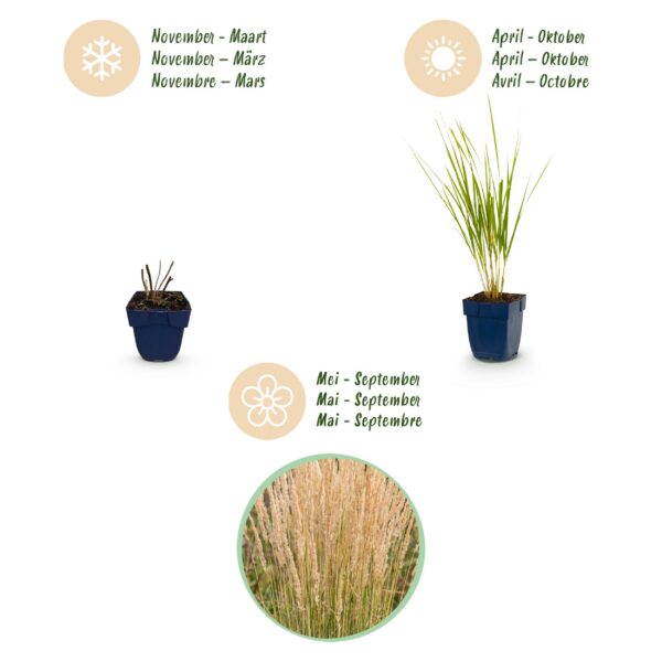 thumbnail_6000-893.jpg Calamagrostis Karl Foerster - Struisriet - Met Pluim - Groen - 12 Planten