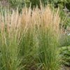 Calamagrostis Karl Foerster - Struisriet - Met Pluim - Groen - 12 Planten