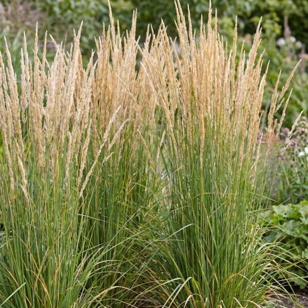 thumbnail_6000-894.jpg Calamagrostis Karl Foerster - Struisriet - Met Pluim - Groen - 12 Planten