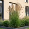 Calamagrostis Karl Foerster - Struisriet - Met Pluim - Groen - 12 Planten