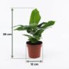 Musa Oriental Dwarf - Dwergbanaan - 2 Planten - met Potter Grijs