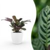Ctenanthe Burle Marxii - Visgraatplant - met Potter Wit