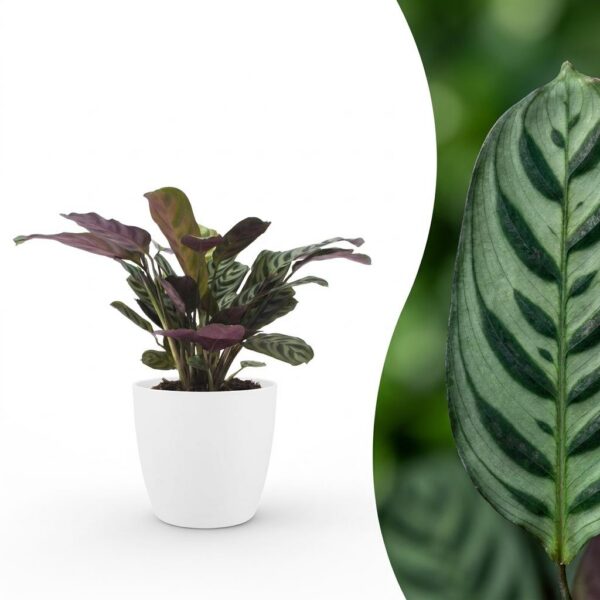 thumbnail_6000-90.jpg Ctenanthe Burle Marxii - Visgraatplant - met Potter Wit